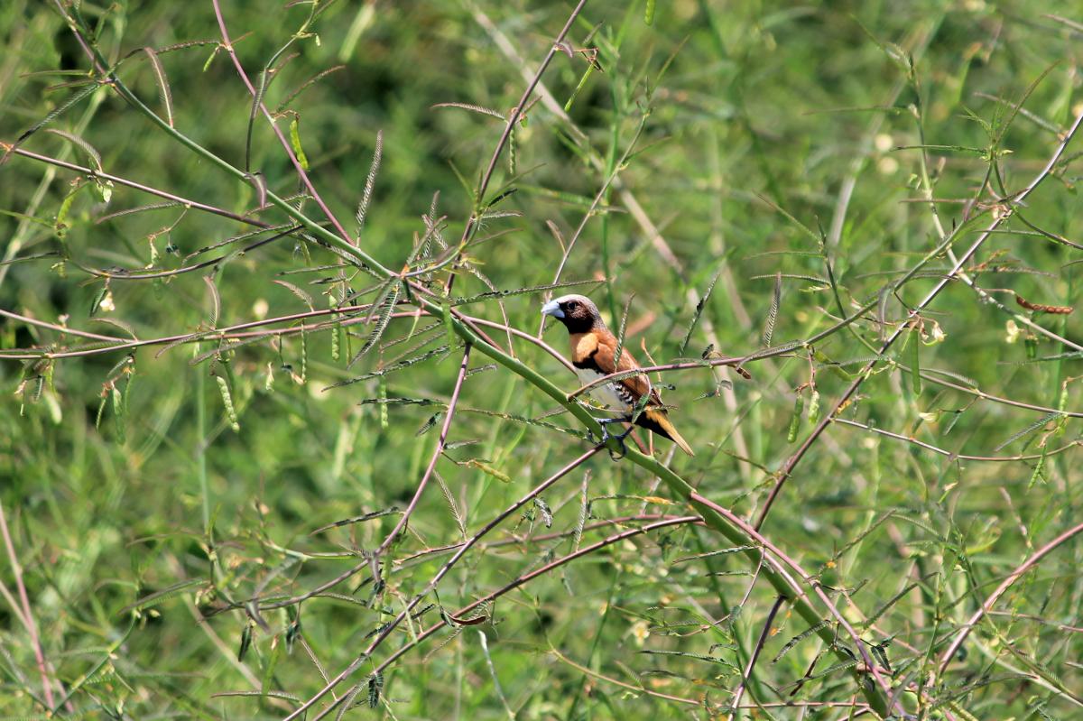 Chestnut-breasted Mannikin (Lonchura castaneothorax), Cairns Airport, Aeroglen, Queensland, Australia, 2013-02-16 Chestnut-breasted Mannikin (Lonchura castaneothorax)