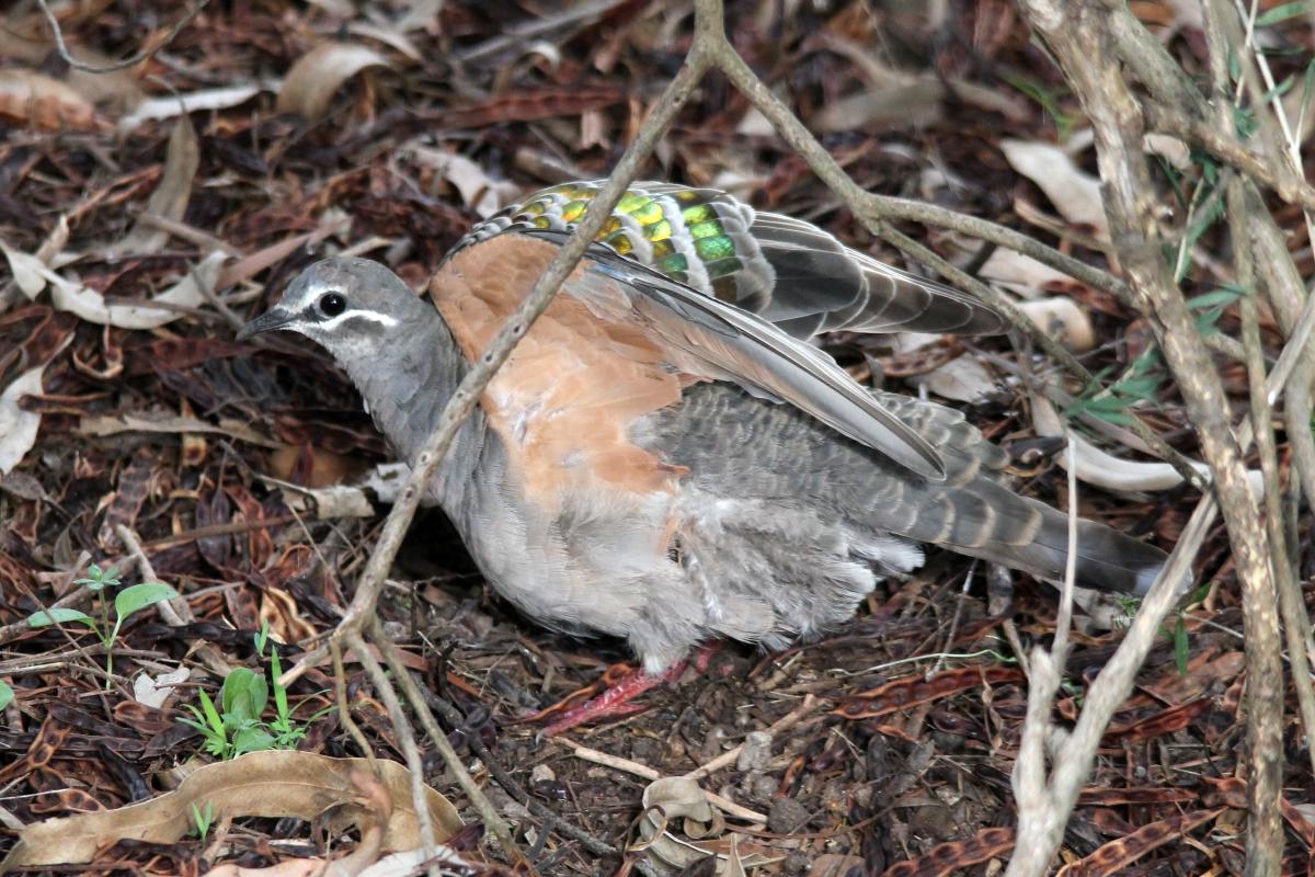 Common Bronzewing (Phaps chalcoptera)