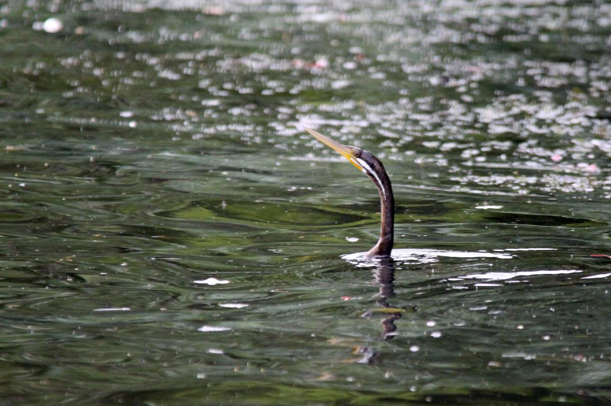 Darter (Anhinga novaehollandiae)