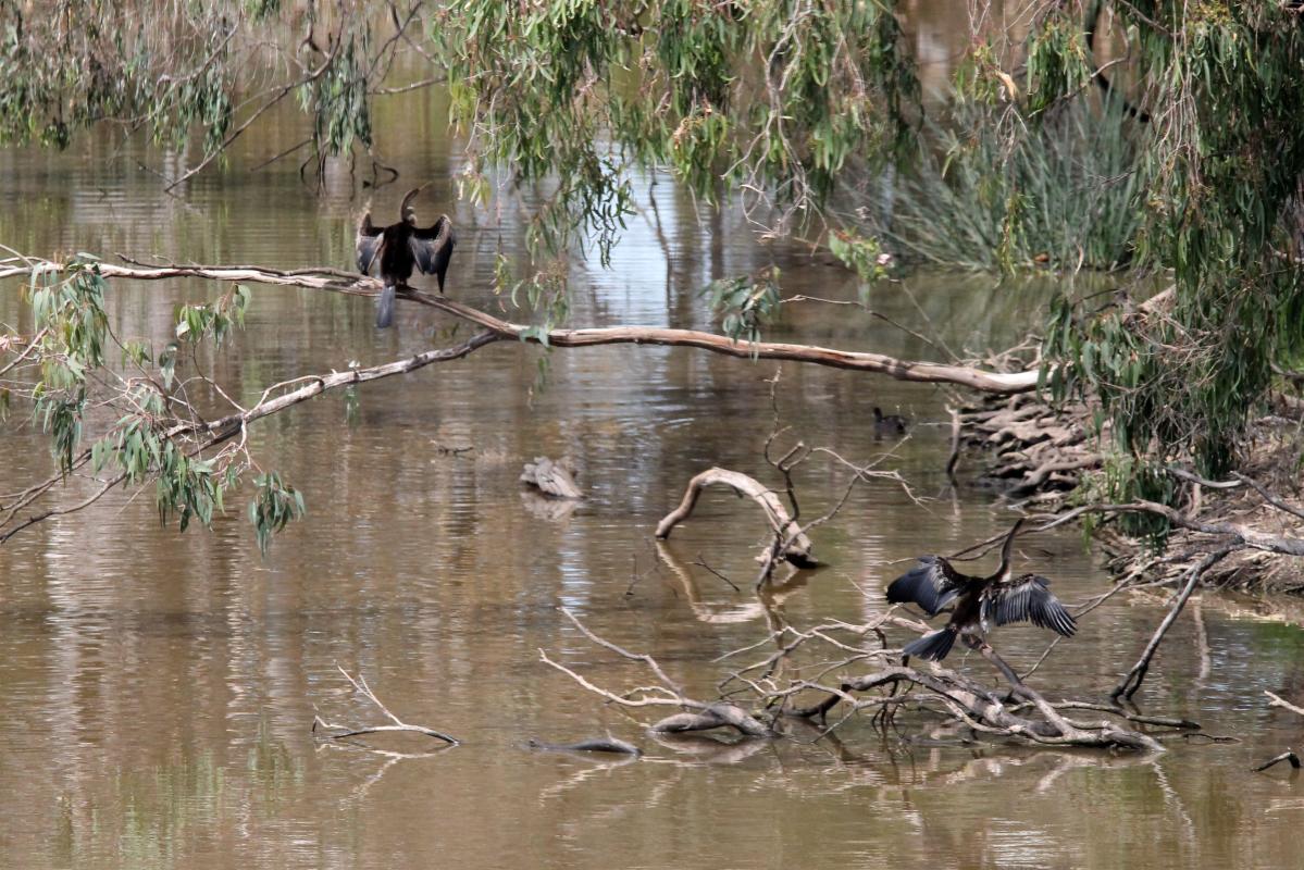 Darter (Anhinga novaehollandiae)