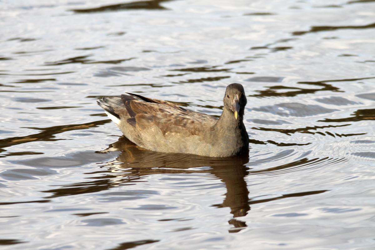 Dusky Moorhen (Gallinula tenebrosa)