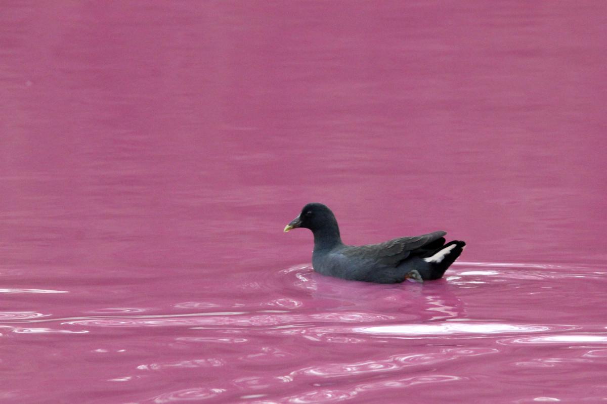 Dusky Moorhen (Gallinula tenebrosa)