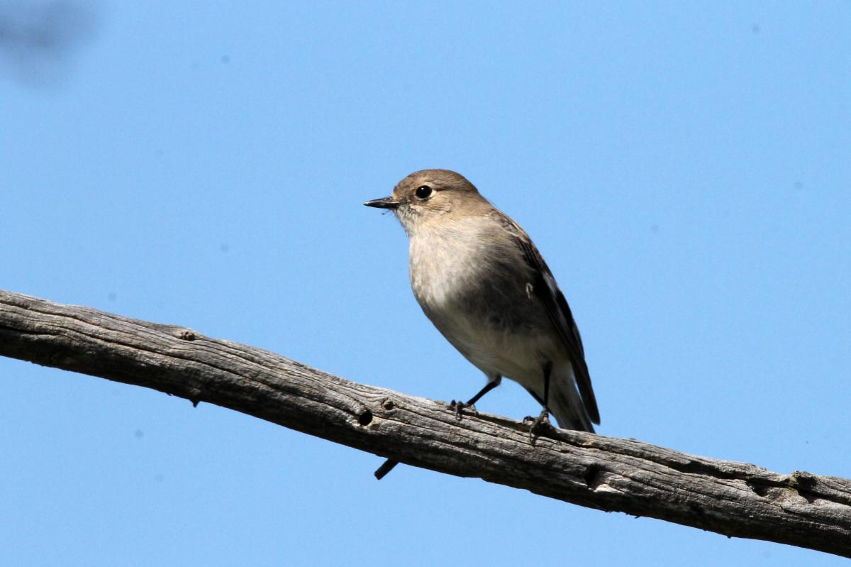 Flame Robin (Petroica phoenicea)