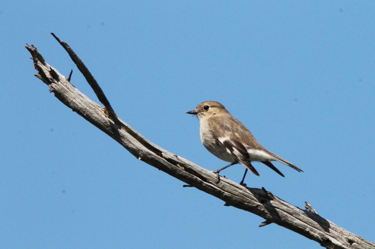 Flame Robin (Petroica phoenicea)
