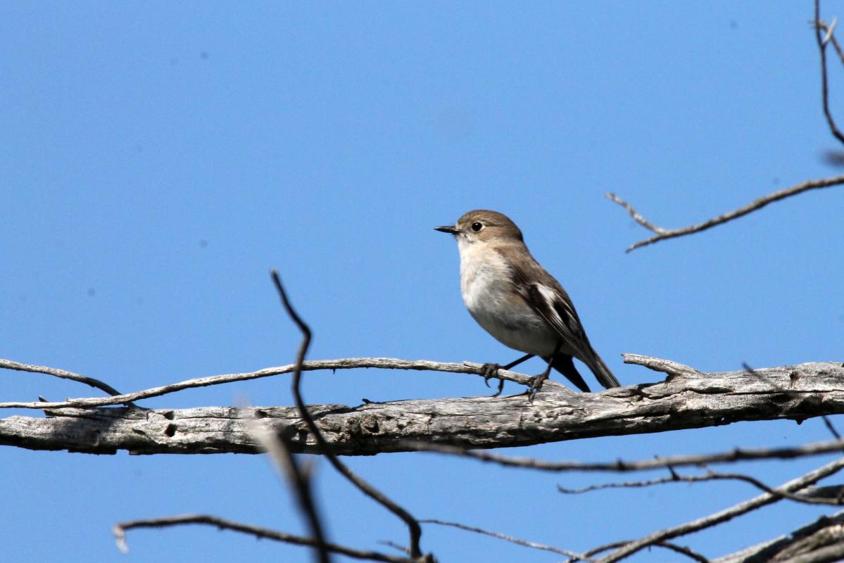 Flame Robin (Petroica phoenicea)