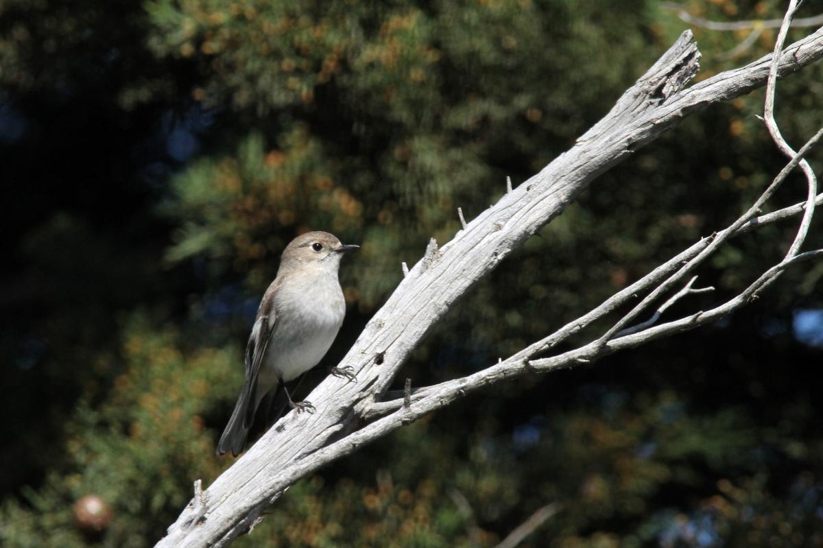 Flame Robin (Petroica phoenicea)