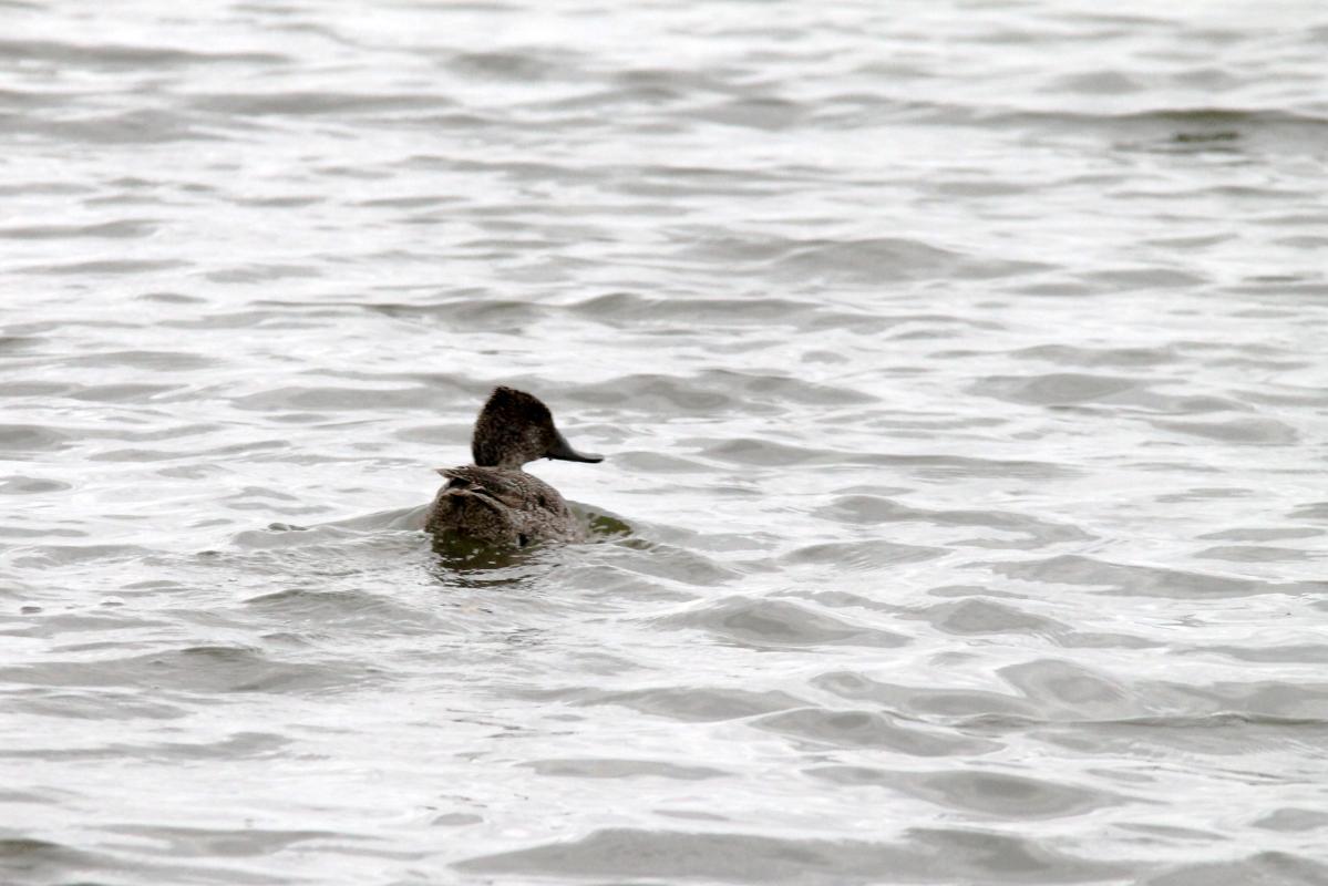 Freckled Duck (Stictonetta naevosa)