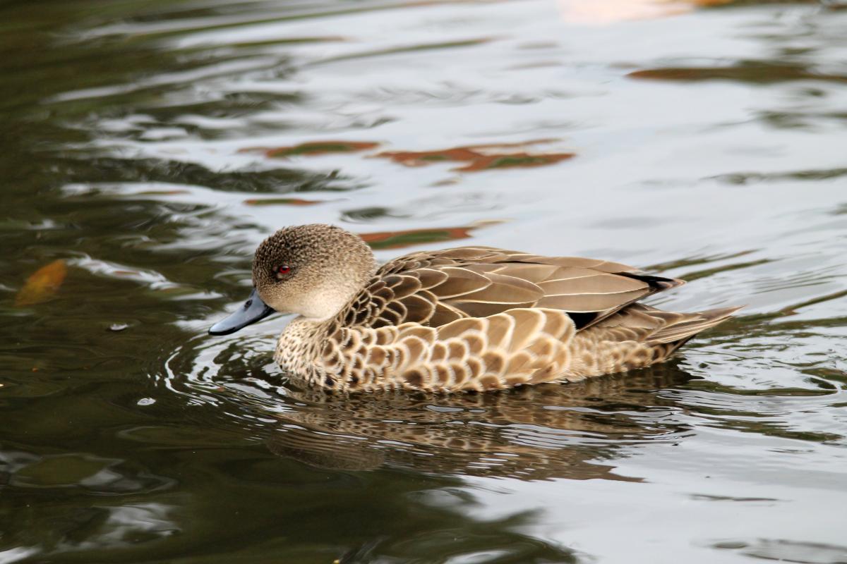 Grey teal (Anas gracilis)