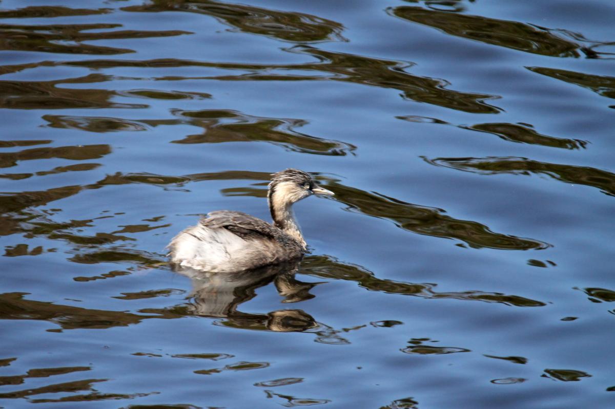 Hoary-headed Grebe (Poliocephalus poliocephalus)