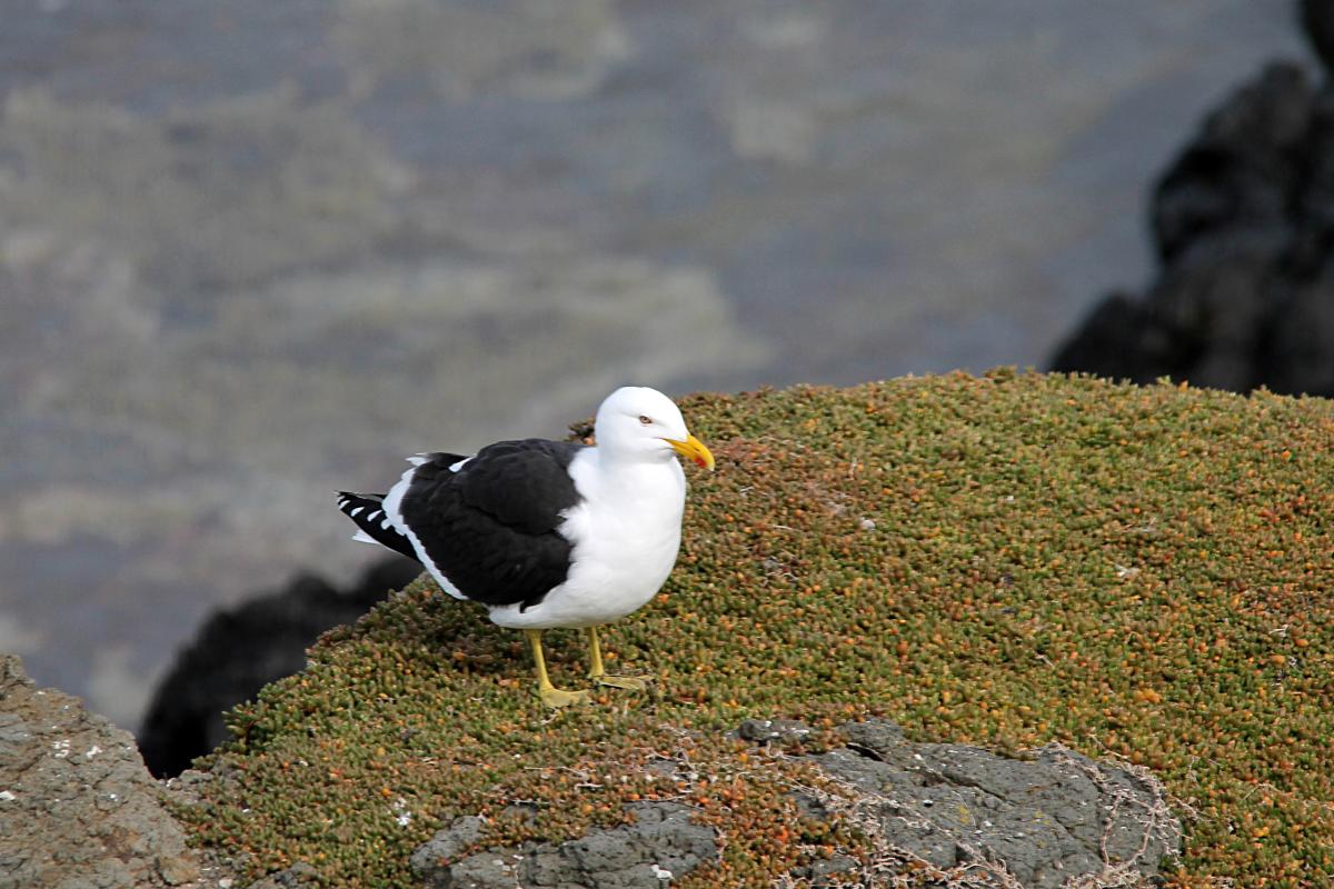 Kelp Gull (Larus dominicanus), The Nobbies Tourist Centre, Summerlands, Victoria, Australia, 2013-09-29 Kelp Gull (Larus dominicanus)