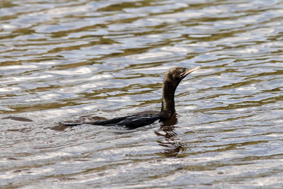 Little Black Cormorant (Phalacrocorax sulcirostris), Melbourne, Wantirna South, Victoria, Australia, 2013-04-07 Little Black Cormorant (Phalacrocorax sulcirostris)