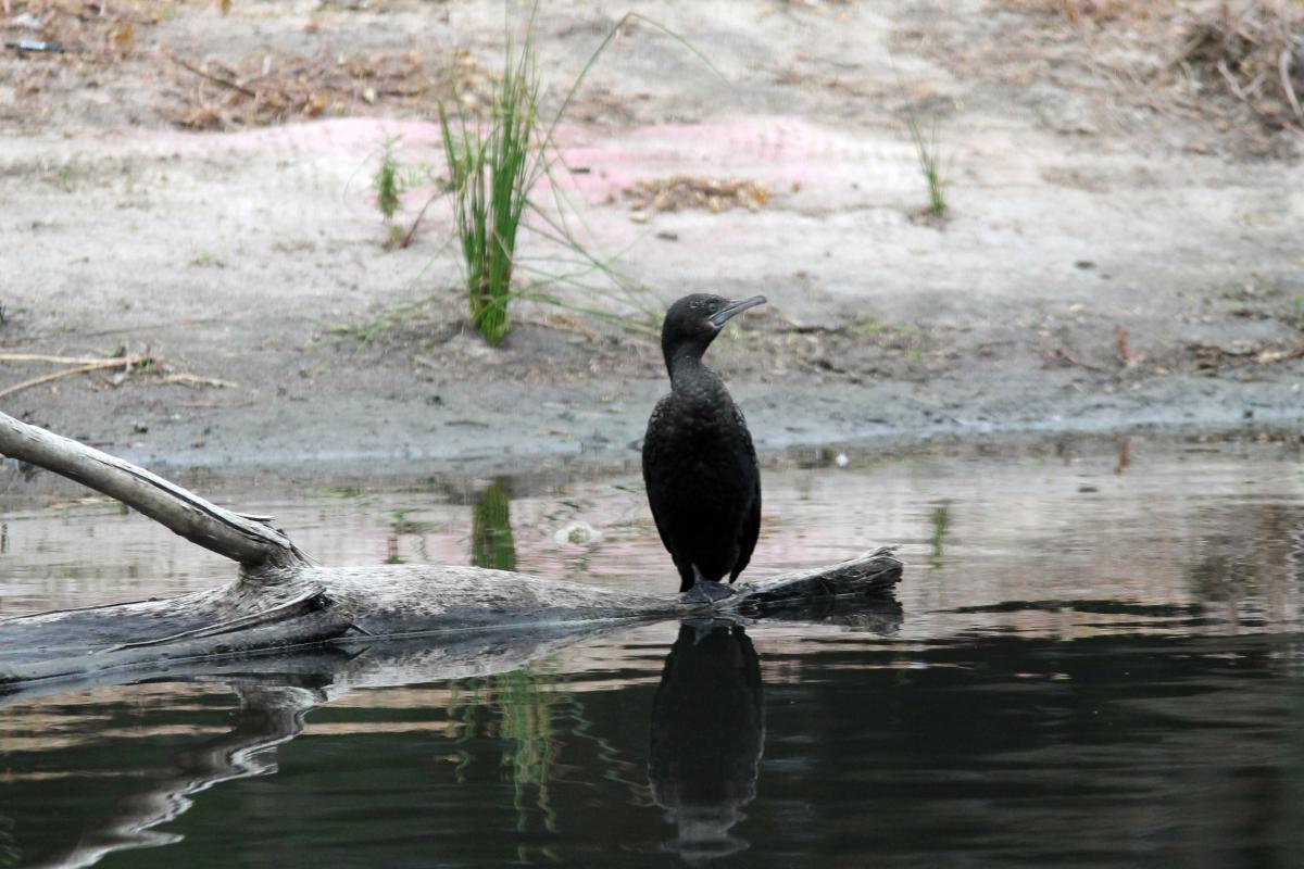 Little Black Cormorant (Phalacrocorax sulcirostris), Wattie Watson Oval 2, Brighton, Victoria, Australia, 2013-05-04 Little Black Cormorant (Phalacrocorax sulcirostris)