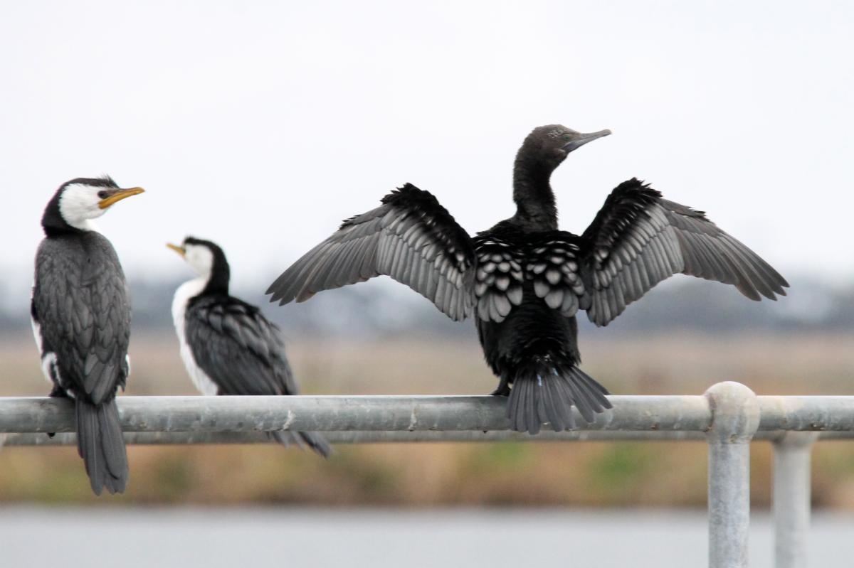 Little Black Cormorant (Phalacrocorax sulcirostris), Lake Borrie Inner Road, Point Wilson, Victoria, Australia, 2013-05-26 Little Black Cormorant (Phalacrocorax sulcirostris)