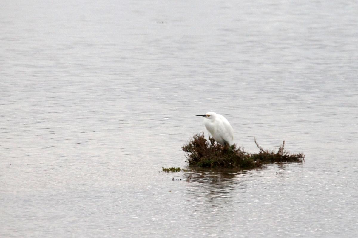 Little Egret (Egretta garzetta)