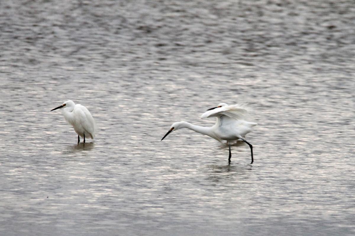 Little Egret (Egretta garzetta)