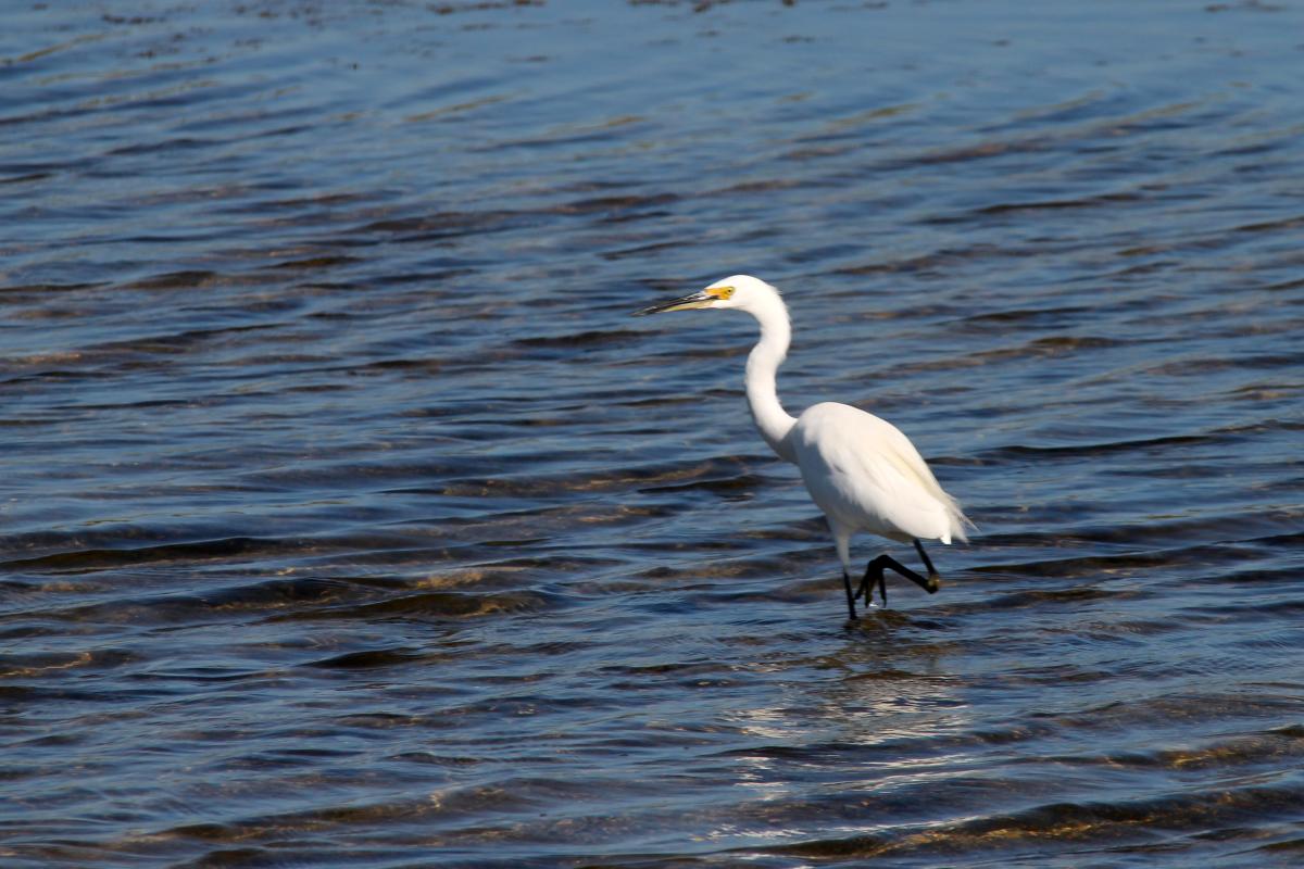 Little Egret (Egretta garzetta)
