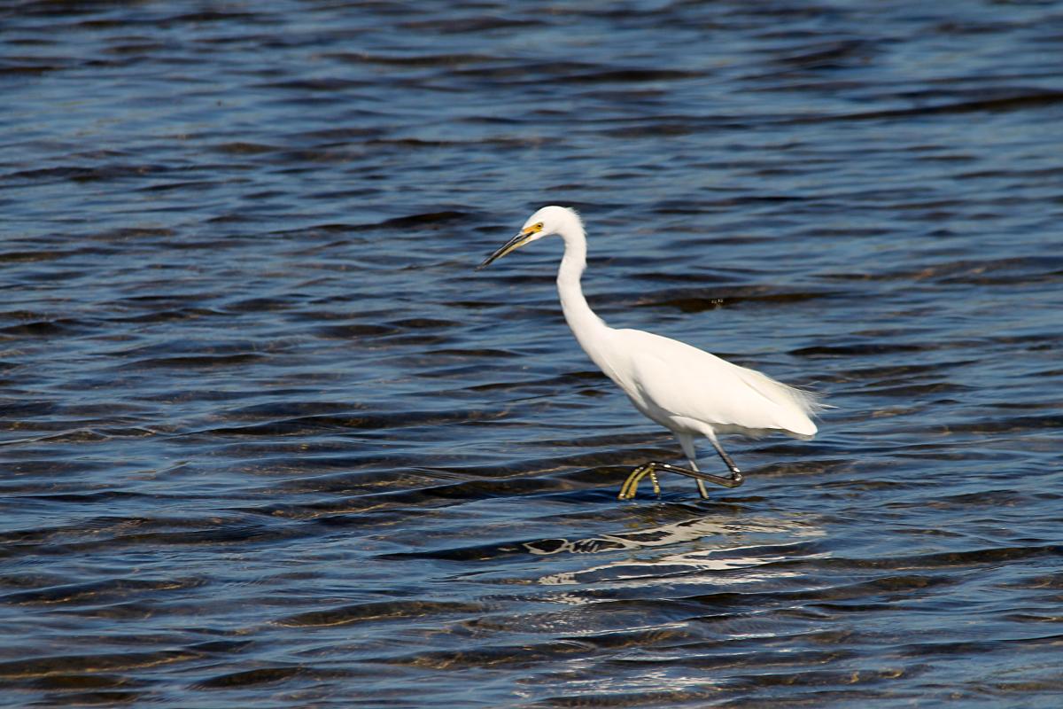 Little Egret (Egretta garzetta)