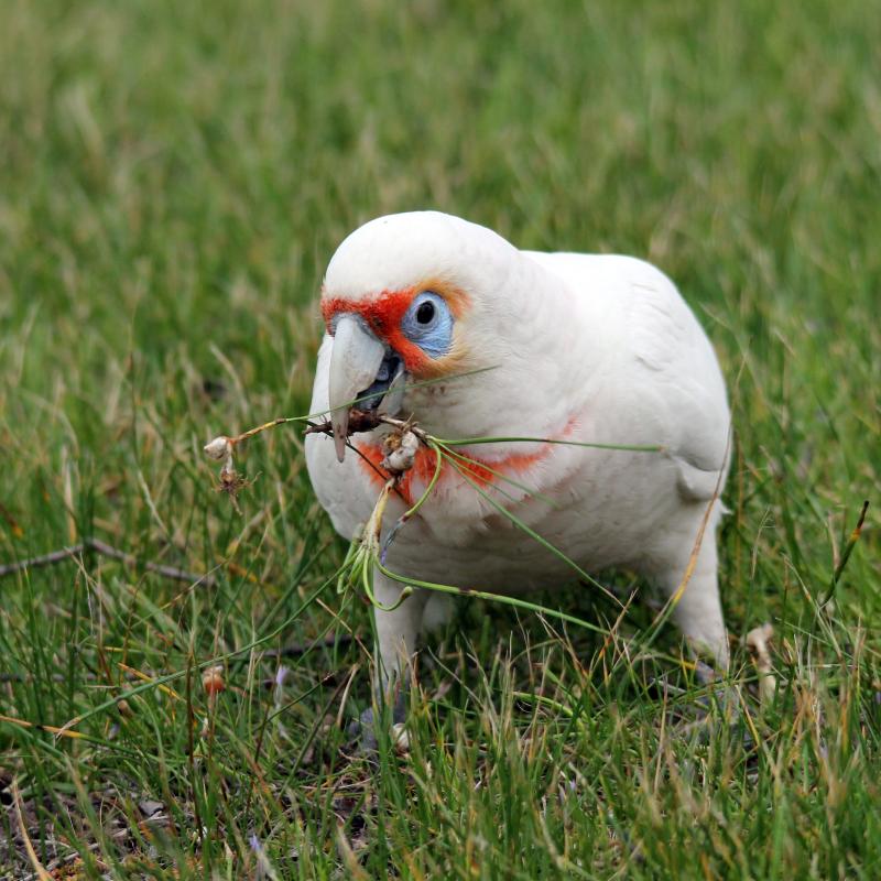Long-billed Corella (Cacatua tenuirostris), Melbourne, St Kilda, Victoria, Australia, 2013-09-14 Long-billed Corella (Cacatua tenuirostris)
