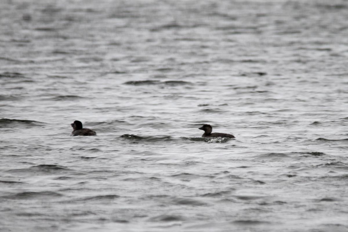 Musk Duck (Biziura lobata)