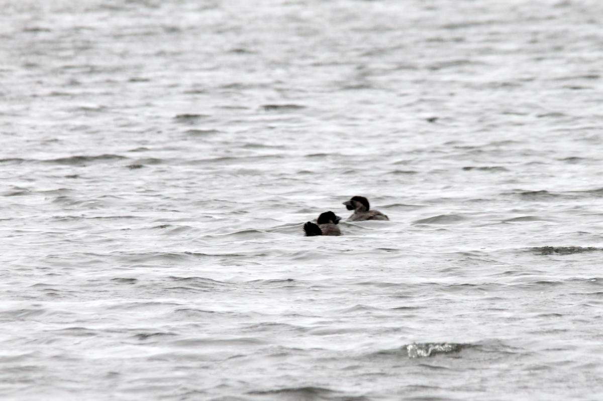Musk Duck (Biziura lobata)