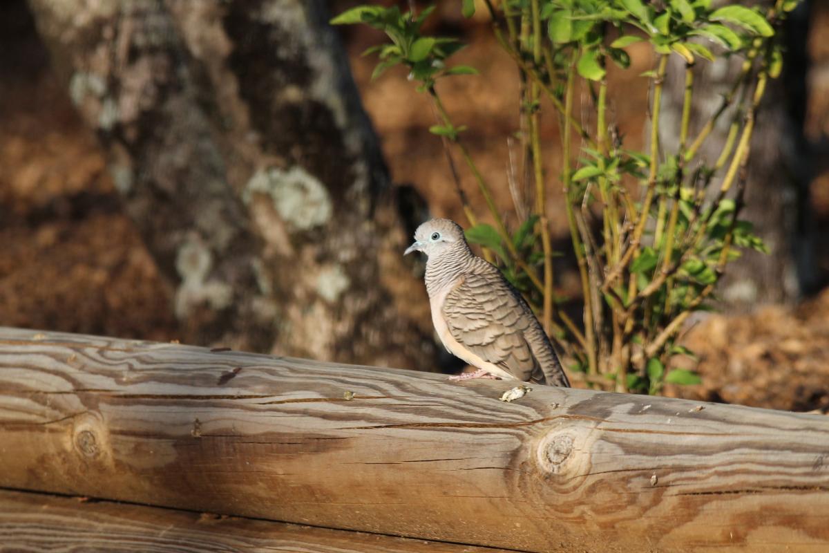 Peaceful Dove (Geopelia placida)