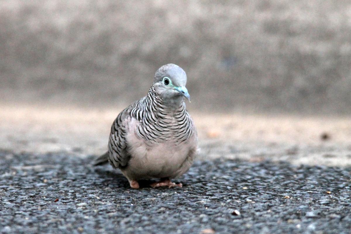 Peaceful Dove (Geopelia placida)