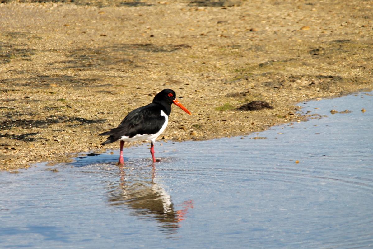 Pied Oystercatcher (Haematopus longirostris), Lake Borrie Inner Road, Point Wilson, Victoria, Australia, 2013-09-22 Pied Oystercatcher (Haematopus longirostris)