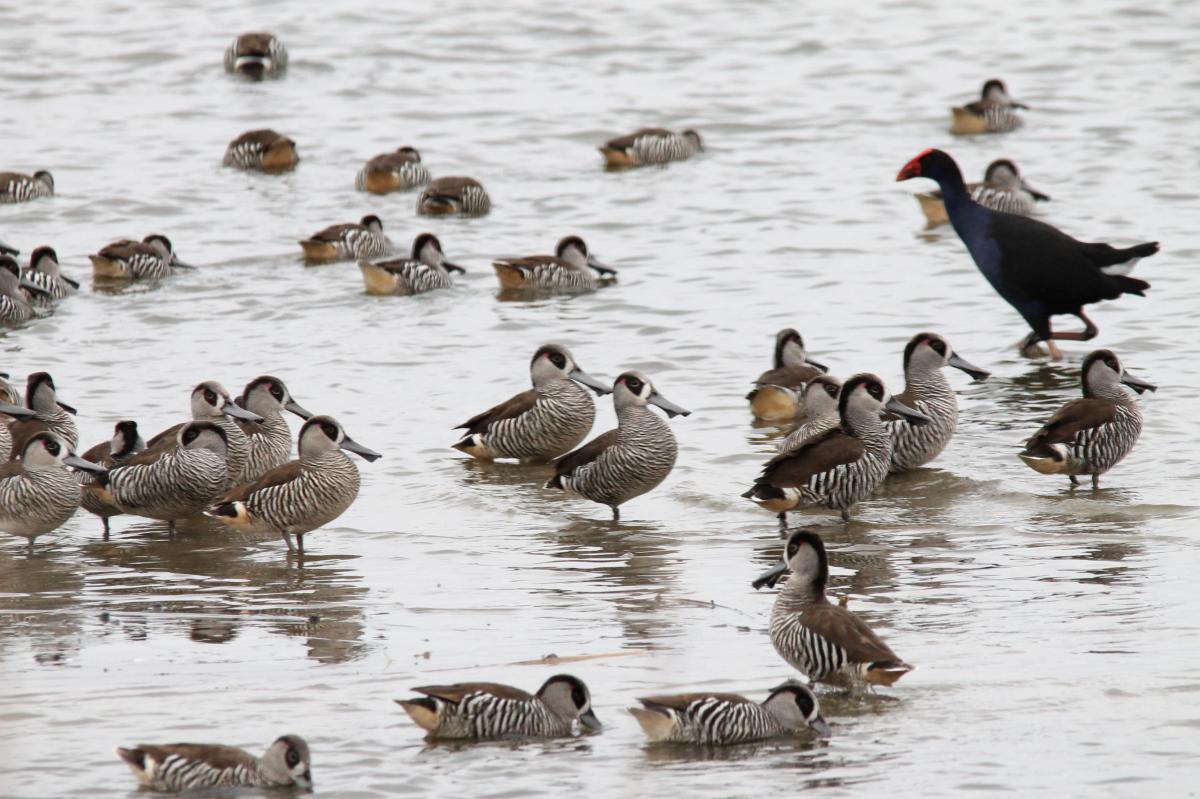 Pink-eared Duck (Malacorhynchus membranaceus), Lake Borrie Inner Road, Point Wilson, Victoria, Australia, 2013-05-26 Pink-eared Duck (Malacorhynchus membranaceus)