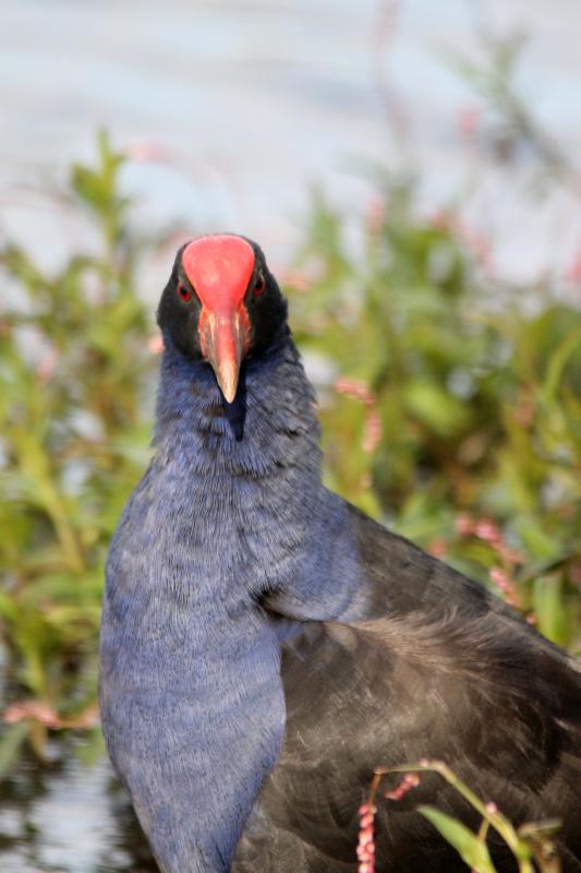 Purple Swamphen (Porphyrio porphyrio)