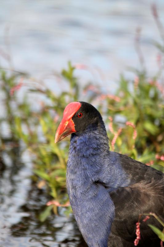 Purple Swamphen (Porphyrio porphyrio)