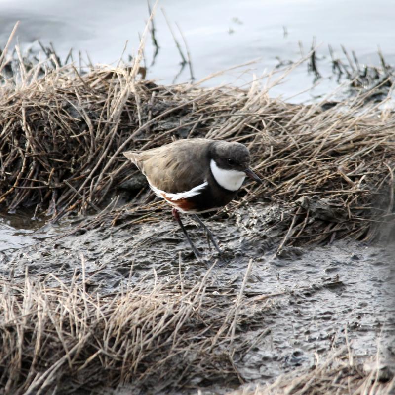 Red-kneed Dotterel (Erythrogonys cinctus), Westgate Park, Port Melbourne, Victoria, Australia, 2013-04-21 Red-kneed Dotterel (Erythrogonys cinctus)