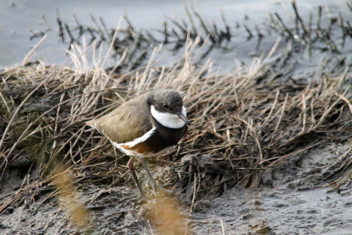 Red-kneed Dotterel (Erythrogonys cinctus), Westgate Park, Port Melbourne, Victoria, Australia, 2013-04-21 Red-kneed Dotterel (Erythrogonys cinctus)