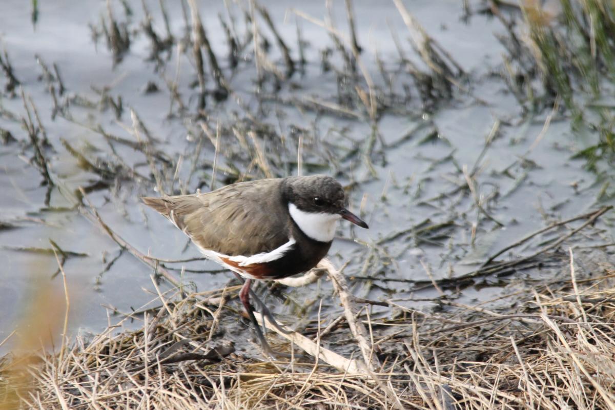 Red-kneed Dotterel (Erythrogonys cinctus), Westgate Park, Port Melbourne, Victoria, Australia, 2013-04-21 Red-kneed Dotterel (Erythrogonys cinctus)