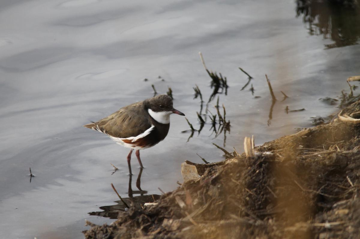 Red-kneed Dotterel (Erythrogonys cinctus), Westgate Park, Port Melbourne, Victoria, Australia, 2013-04-21 Red-kneed Dotterel (Erythrogonys cinctus)