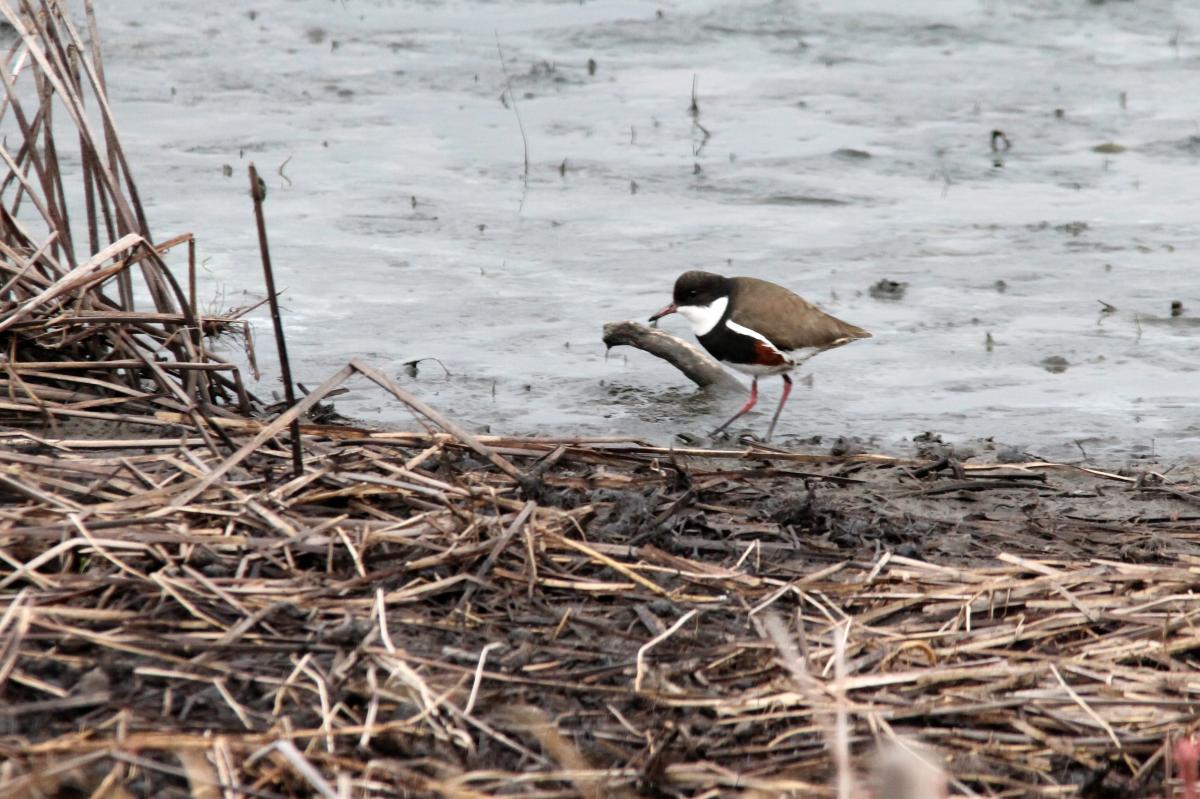 Red-kneed Dotterel (Erythrogonys cinctus), Lake Borrie Inner Road, Point Wilson, Victoria, Australia, 2013-05-26 Red-kneed Dotterel (Erythrogonys cinctus)
