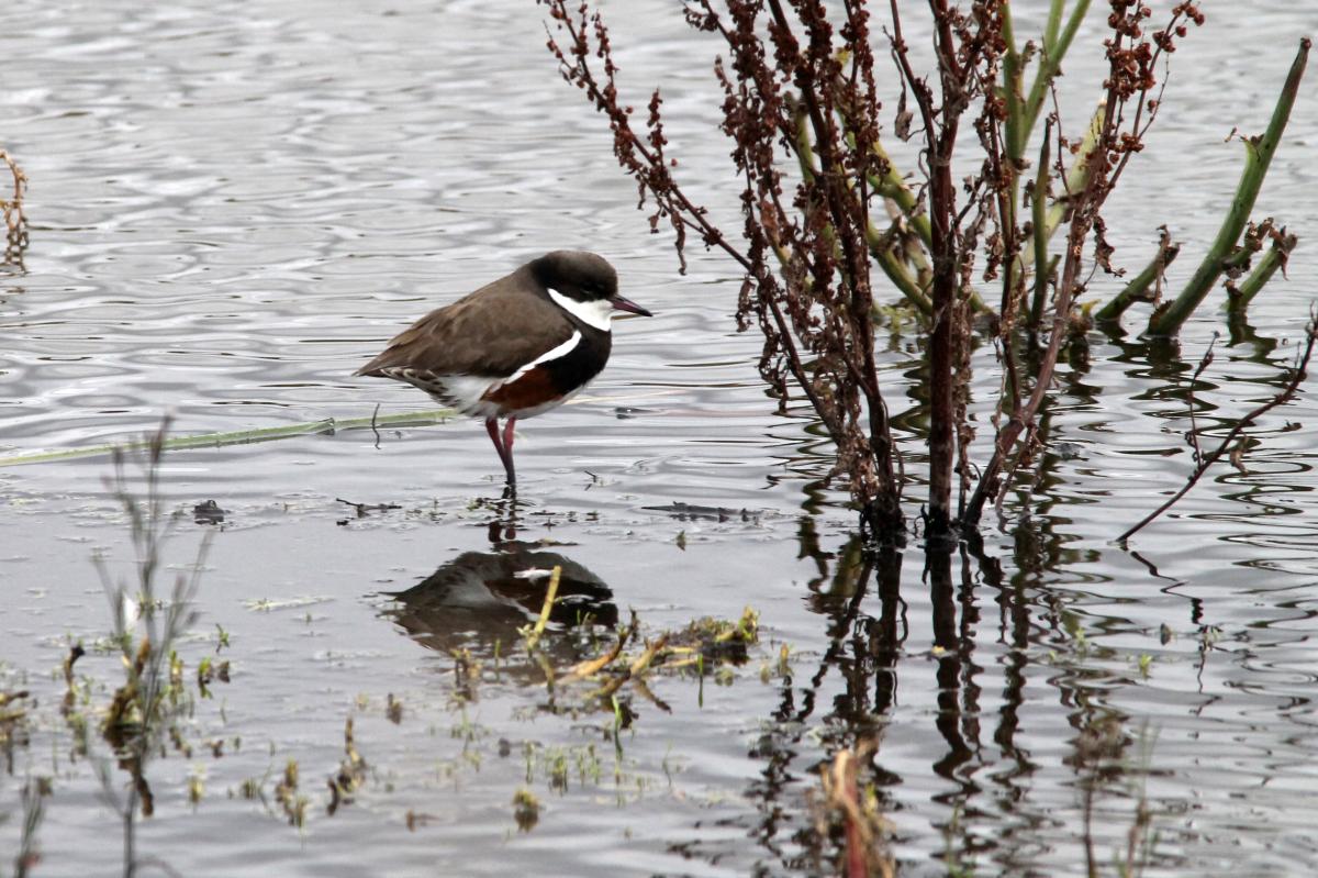 Red-kneed Dotterel (Erythrogonys cinctus), Lake Borrie Inner Road, Point Wilson, Victoria, Australia, 2013-05-26 Red-kneed Dotterel (Erythrogonys cinctus)