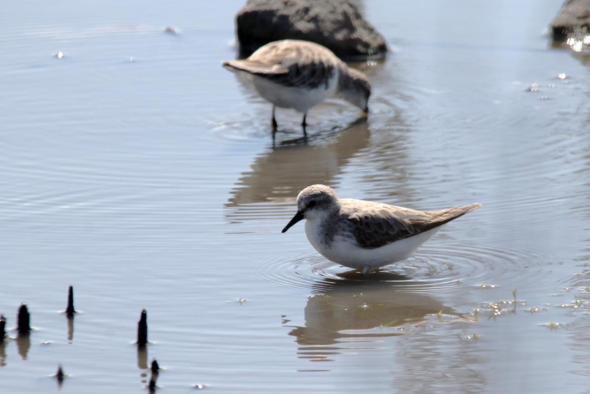Red-necked Stint (Calidris ruficollis)