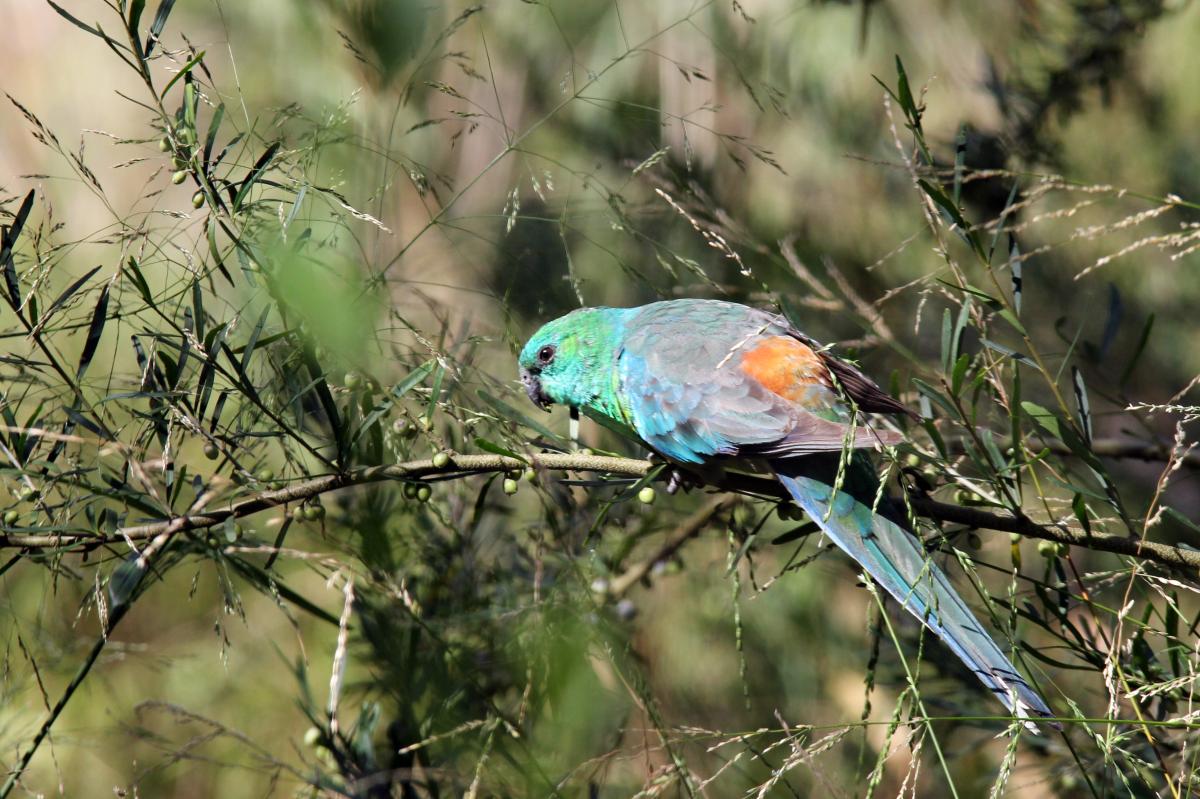 Red-rumped Parrot (Psephotus haematonotus)