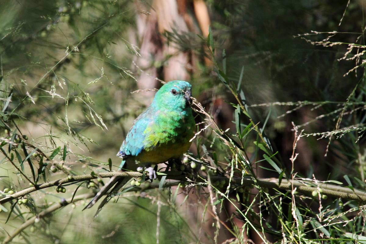 Red-rumped Parrot (Psephotus haematonotus)