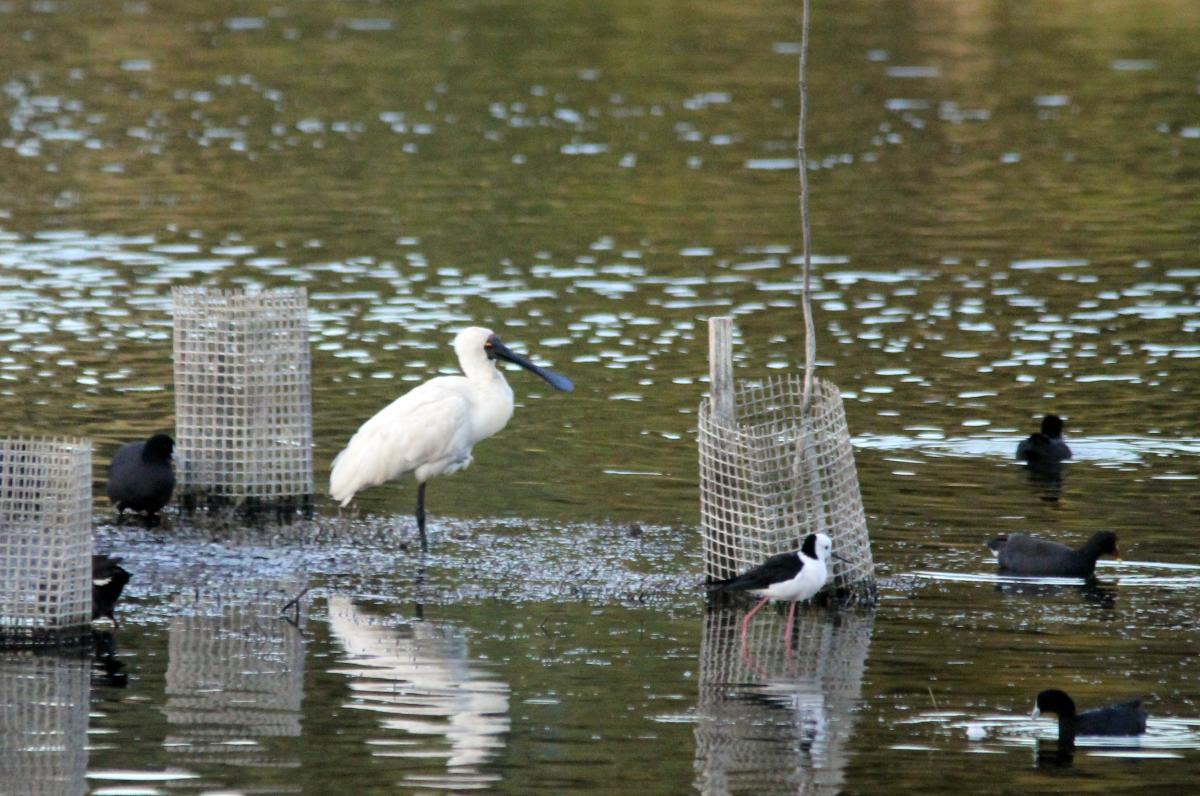 Royal Spoonbill (Platalea regia)