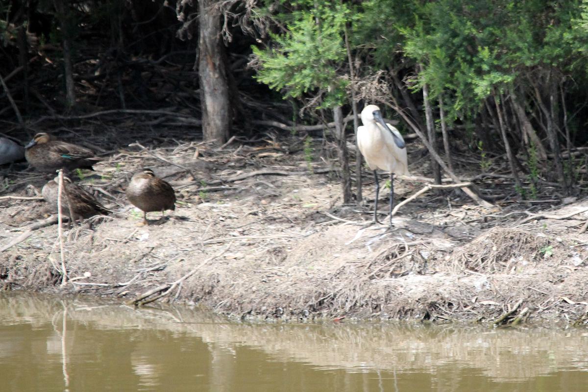 Royal Spoonbill (Platalea regia)