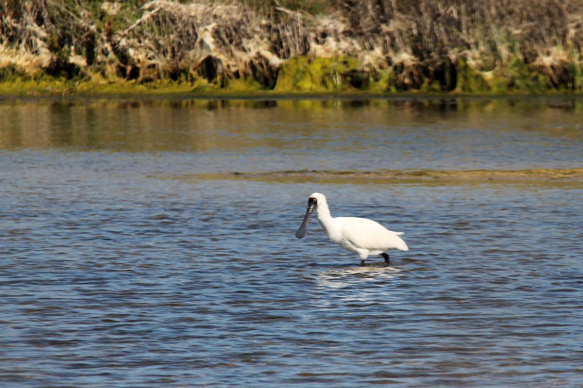 Royal Spoonbill (Platalea regia)