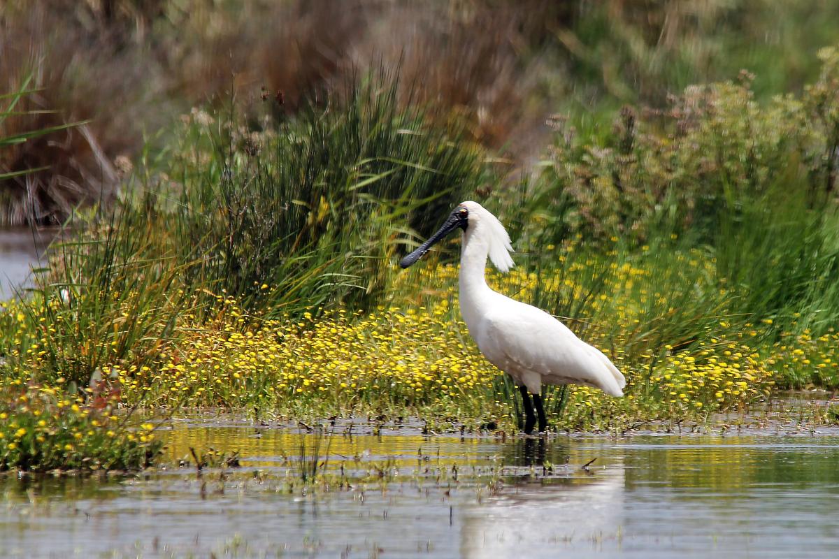 Royal Spoonbill (Platalea regia)