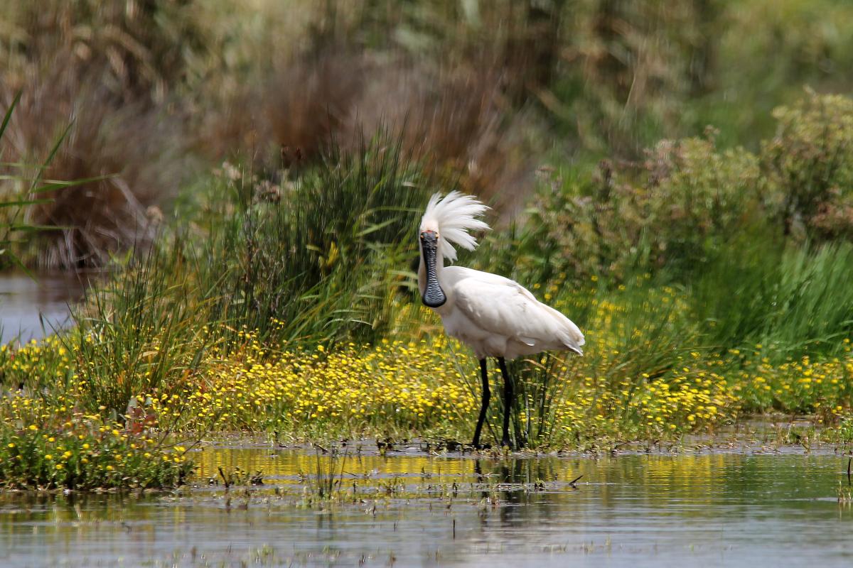 Royal Spoonbill (Platalea regia)