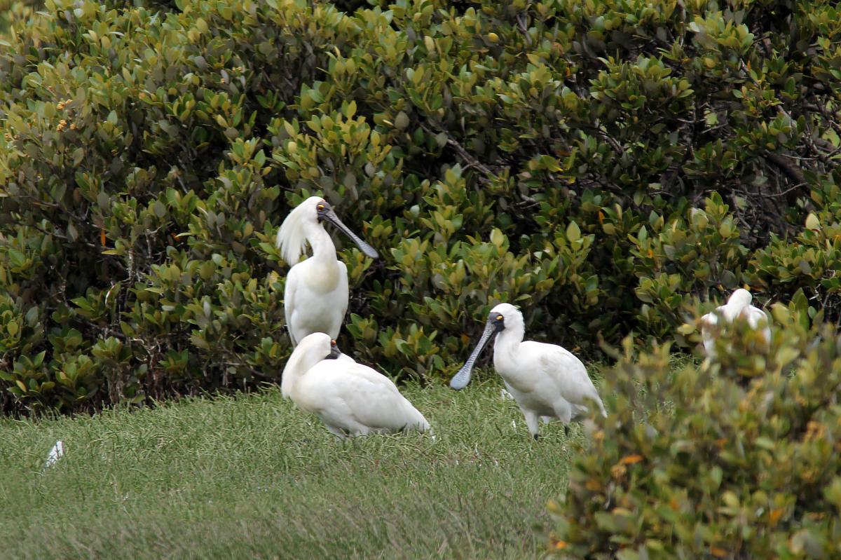 Royal Spoonbill (Platalea regia)