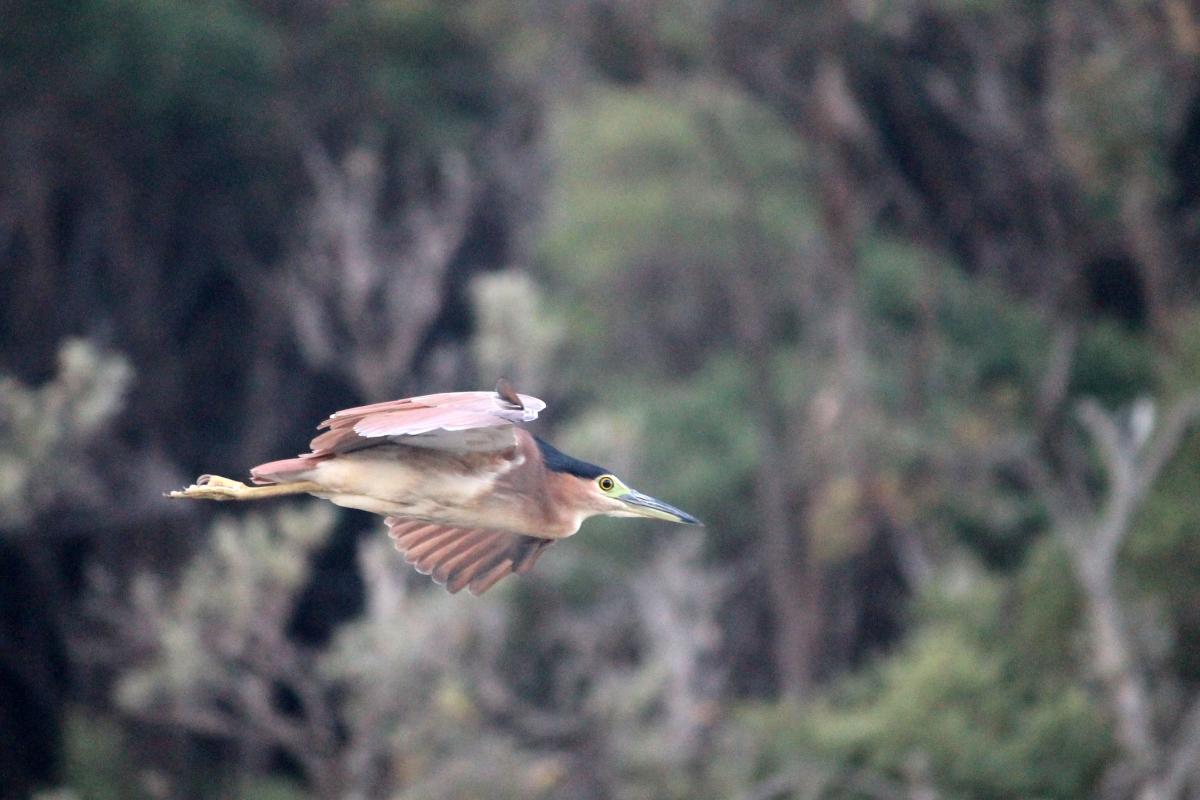 Nankeen Night Heron (Nycticorax caledonicus)