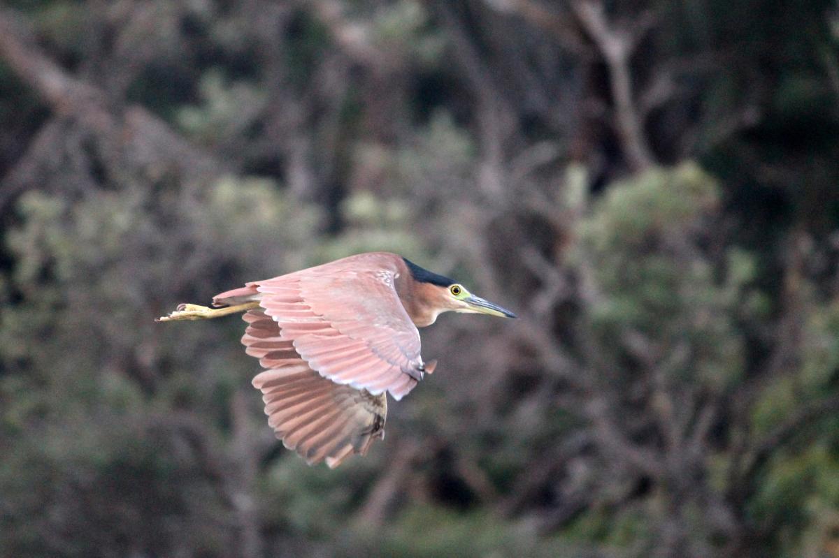 Nankeen Night Heron (Nycticorax caledonicus)