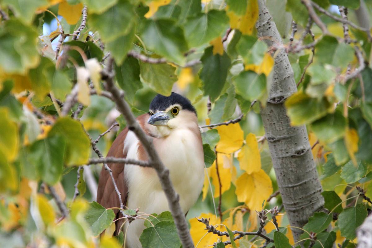 Nankeen Night Heron (Nycticorax caledonicus)