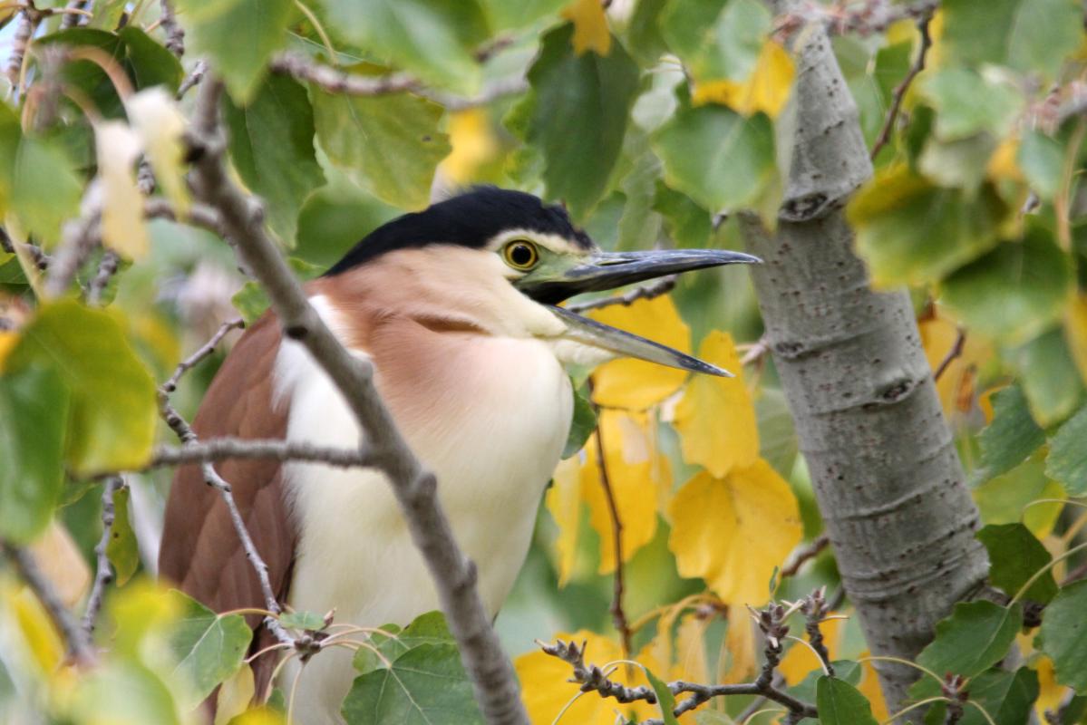 Nankeen Night Heron (Nycticorax caledonicus)