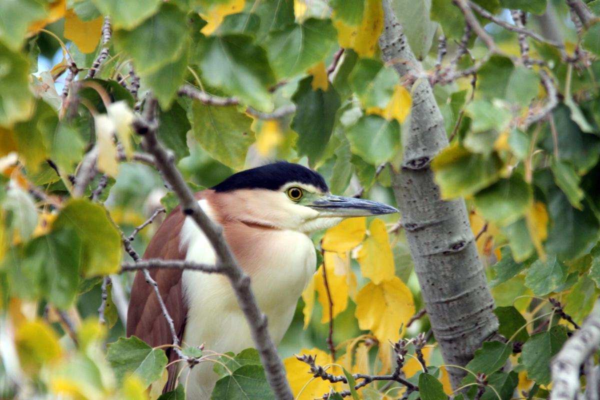 Nankeen Night Heron (Nycticorax caledonicus)